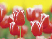 tulipgarden.jpg