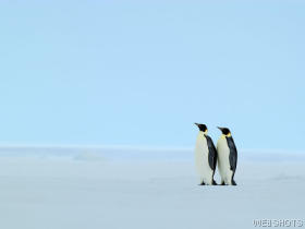 antarcticaemperorpenguins.jpg