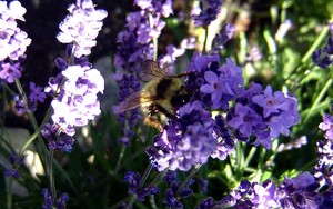 honeybeelavendar.jpg