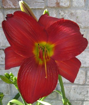 reddaylily.jpg