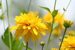 wildsunflower.jpg
